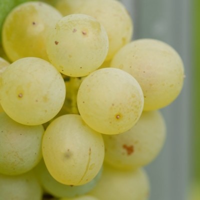 Mueller-thurgau Beeren nah g